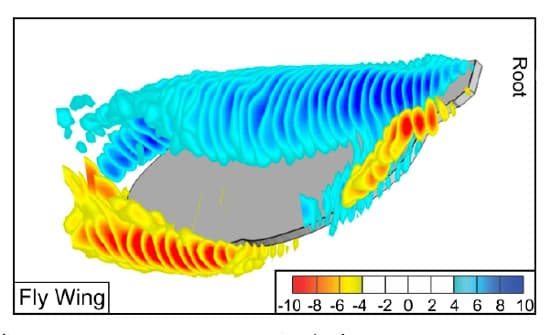Flow Structure on a Rotating Wing - Effect of Wing Aspect Ratio and Shape